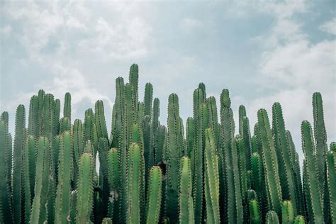 門前種羅漢松|羅漢松：珍稀樹種的奧秘與養護撇步 – 植物盆栽綠寶典